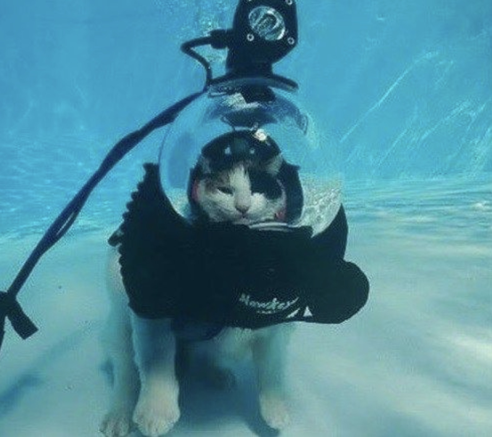 Having the time of their life, I'm sure